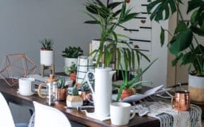 Desk with Plants